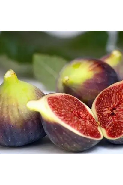 Ficus carica ‘Texas Everbearing’ 